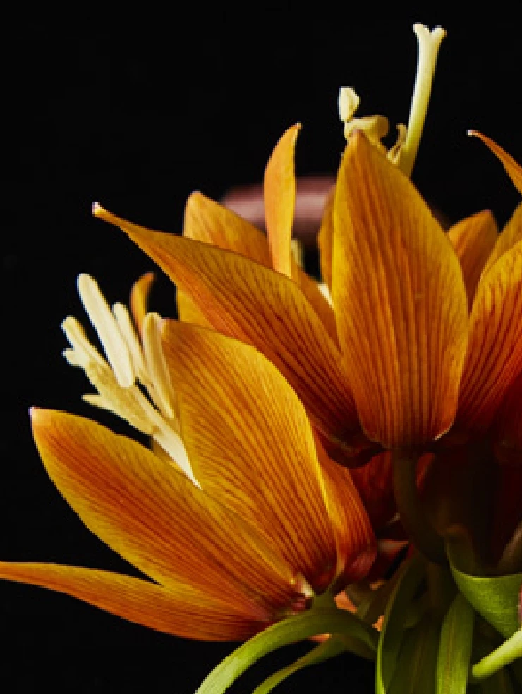 いきいきとしたオレンジ色の花の画像