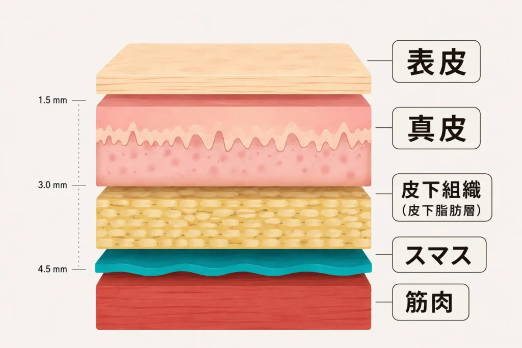 肌断面図